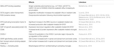 Oxaliplatin-Induced Neuropathy: Genetic and Epigenetic Profile to Better Understand How to Ameliorate This Side Effect